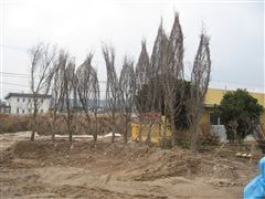 な~もの森造成(ビオトープ)