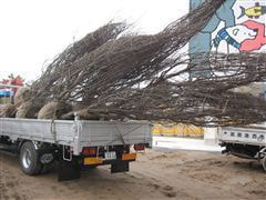 な~もの森造成(ビオトープ)