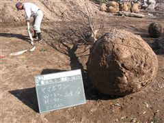 な~もの森造成(ビオトープ)