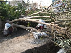 な~もの森造成(ビオトープ)