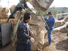 な~もの森造成(ビオトープ)