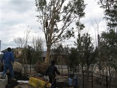 な~もの森造成(ビオトープ)