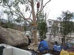 な~もの森造成(ビオトープ)