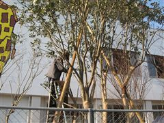 な~もの森造成(ビオトープ)