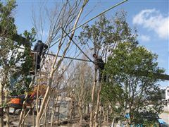 な~もの森造成(ビオトープ)