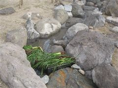 な~もの森造成(ビオトープ)