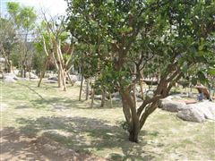 な~もの森造成(ビオトープ)