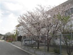 な~もの森造成(ビオトープ)